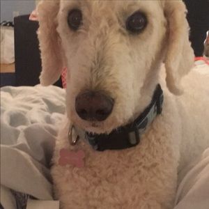 Nerium double-cleansing Botanical Face Wash